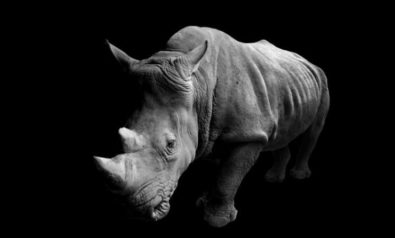 Kenya Celebrates the Success of Rhino Conservation