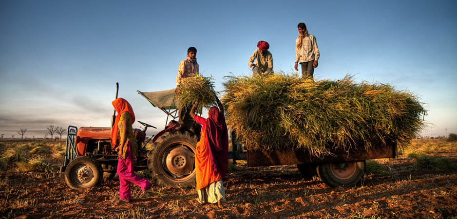 Why Indian Farmers Are Killing Themselves