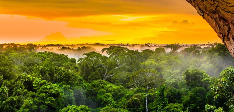 The Fires In The Amazon Rainforest Are Worse Than You Think