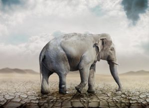 Elephants in the Desert