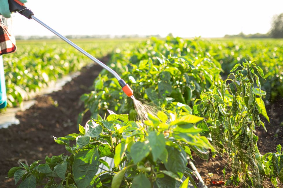 Working with Nature: Why Biopesticides Must Replace Chemicals