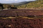 Ethiopia’s Chance to Become the World’s Coffee Lighthouse