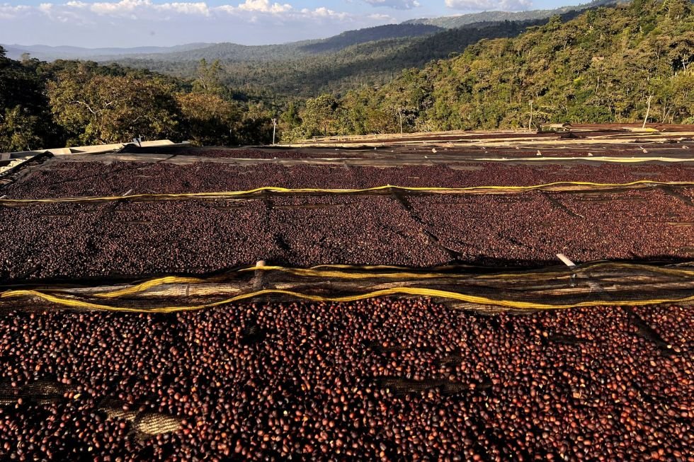 Ethiopia’s Chance to Become the World’s Coffee Lighthouse