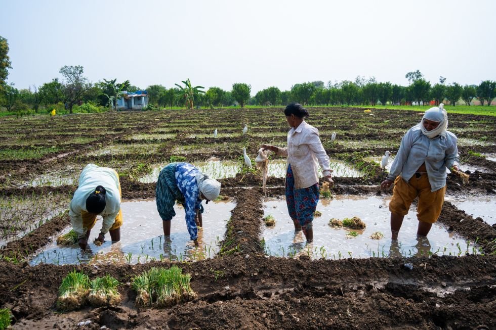 From Farm to Foreign Shores: How Indian FPOs Are Leading the Agri-Export Surge