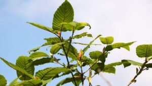 Food and Drug Administration’s Overreach Threatens Crucial Pain Relief Alternatives