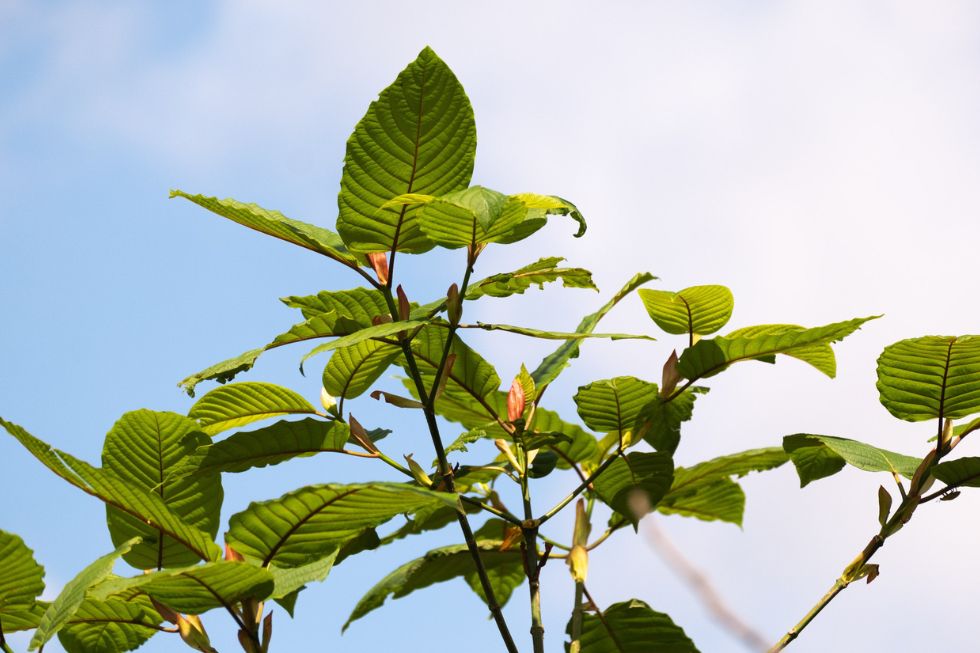 Food and Drug Administration’s Overreach Threatens Crucial Pain Relief Alternatives