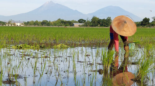 The Missing Backbone: How Young Women Sustain Indonesia Agri-Food System