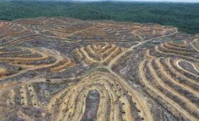 China Should Stop Funding Biofuel Projects Linked to Indonesia’s Deforestation
