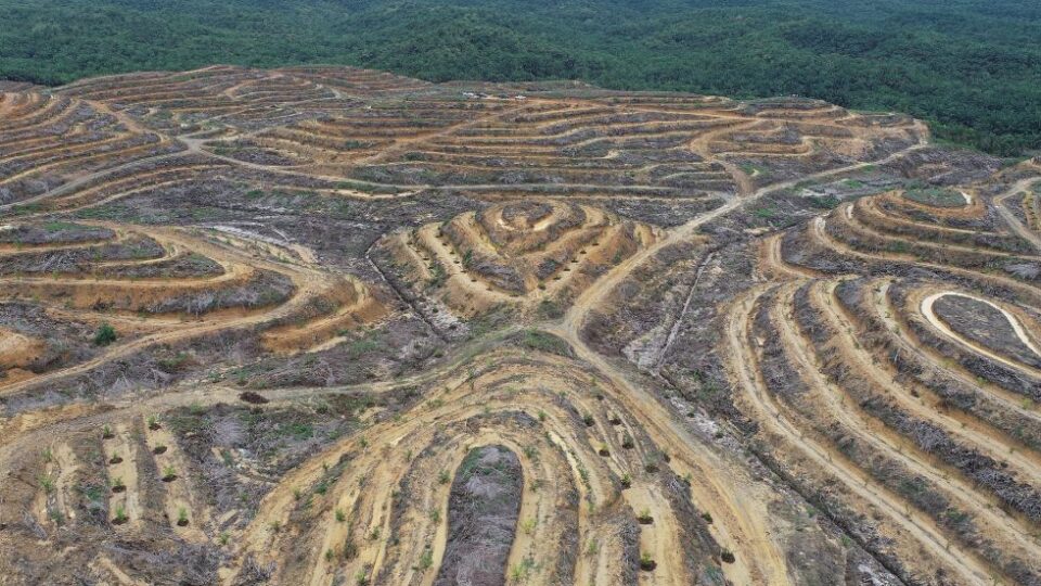 China Should Stop Funding Biofuel Projects Linked to Indonesia’s Deforestation