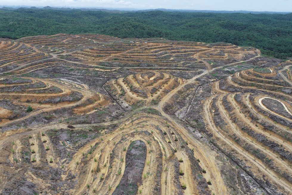 China Should Stop Funding Biofuel Projects Linked to Indonesia’s Deforestation