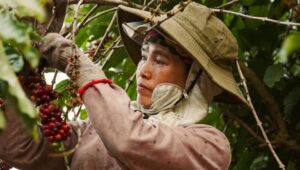 Why Coffee Is Becoming Southeast Asia’s Quiet Foreign Policy Tool