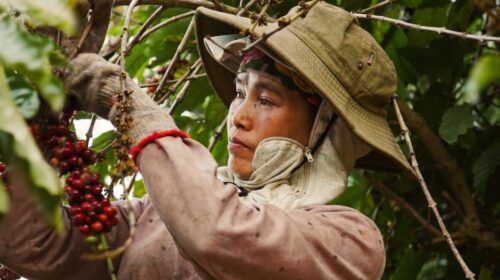 Why Coffee Is Becoming Southeast Asia’s Quiet Foreign Policy Tool