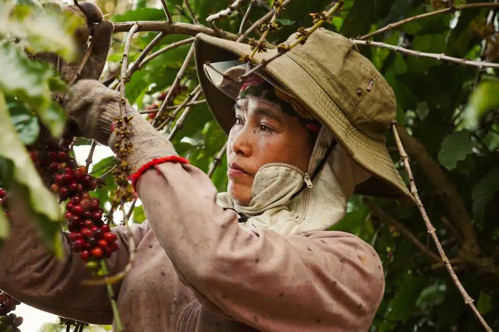 Why Coffee Is Becoming Southeast Asia’s Quiet Foreign Policy Tool
