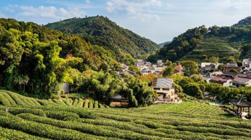 China’s Neglected Agricultural Revolution