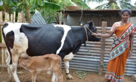 Women’s Empowerment and Economic Growth Through Dairy Cooperatives