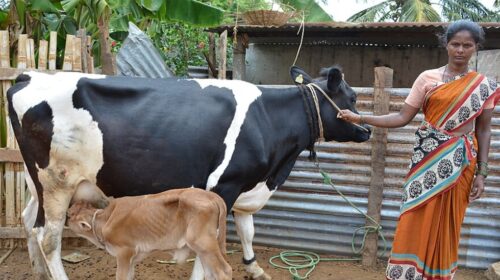 Women’s Empowerment and Economic Growth Through Dairy Cooperatives