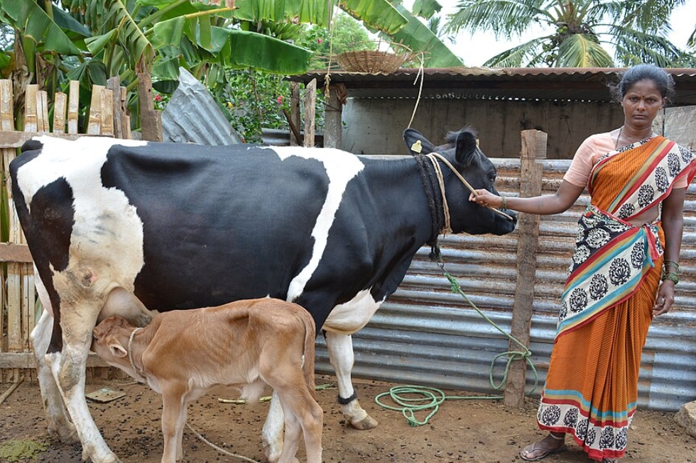 Women’s Empowerment and Economic Growth Through Dairy Cooperatives