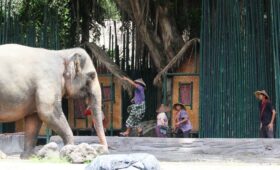 Buffering the Wild: Can Agroforestry Solve Human–Animal Conflicts?