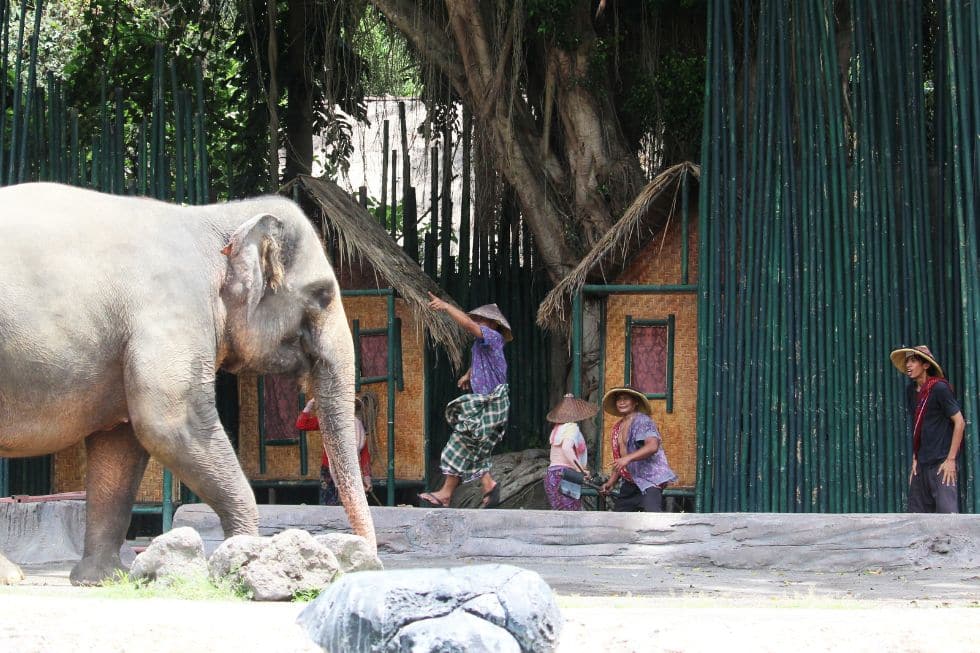 Buffering the Wild: Can Agroforestry Solve Human–Animal Conflicts?