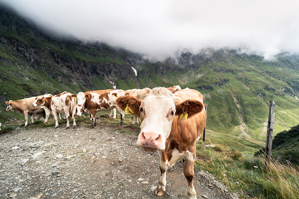 No Fresh Grasses for the Cows, No Mosquito Net for the Mind