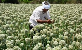 The Need to Promote the Diversification of Farm Incomes in India