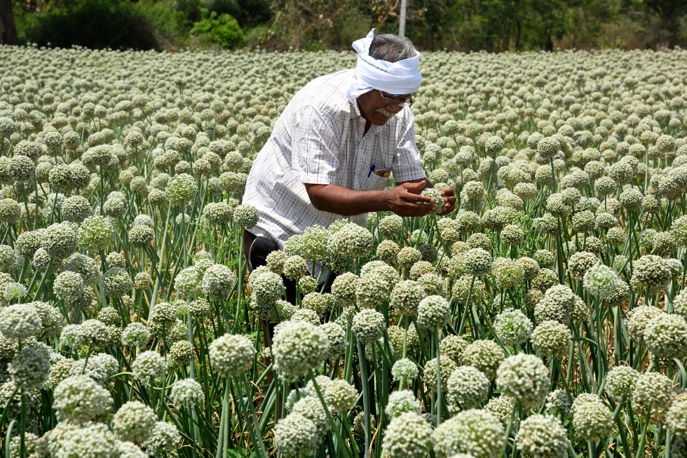 The Need to Promote the Diversification of Farm Incomes in India