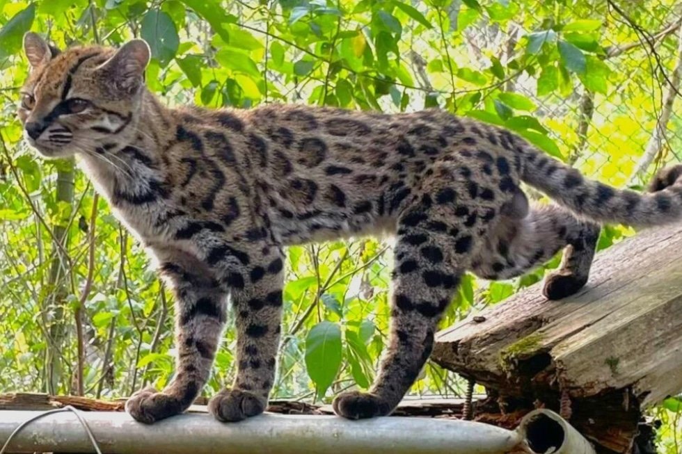 The Worst News You’ve Ever Read in All Your Nine Lives